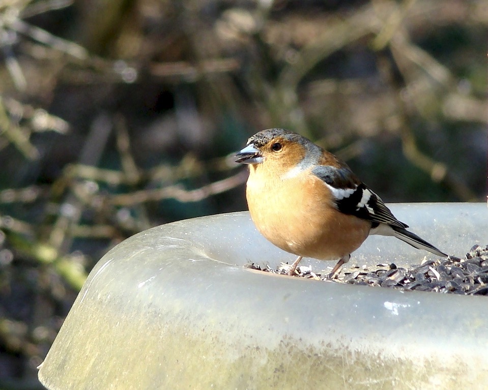 chaffinch